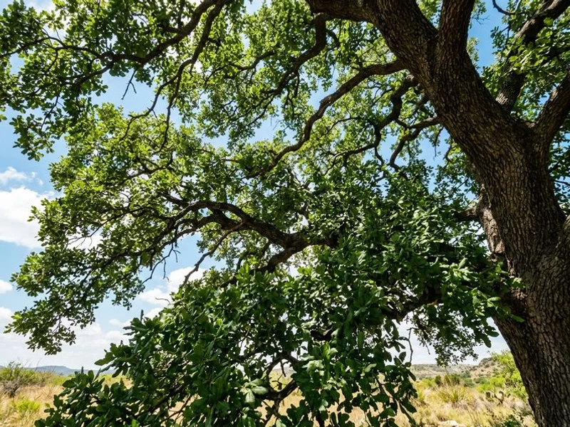 Root Fertilization - Image 3